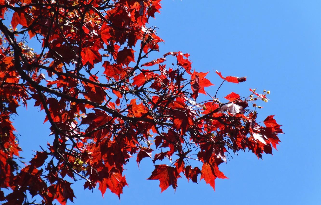 1332x850 Wallpaper the sky, leaves, branches, red, nature, sheet, widescreen, Wallpaper, blue, branch, wallpaper, maple, widescreen, background, the Wallpaper, full screen image for desktop, section природа