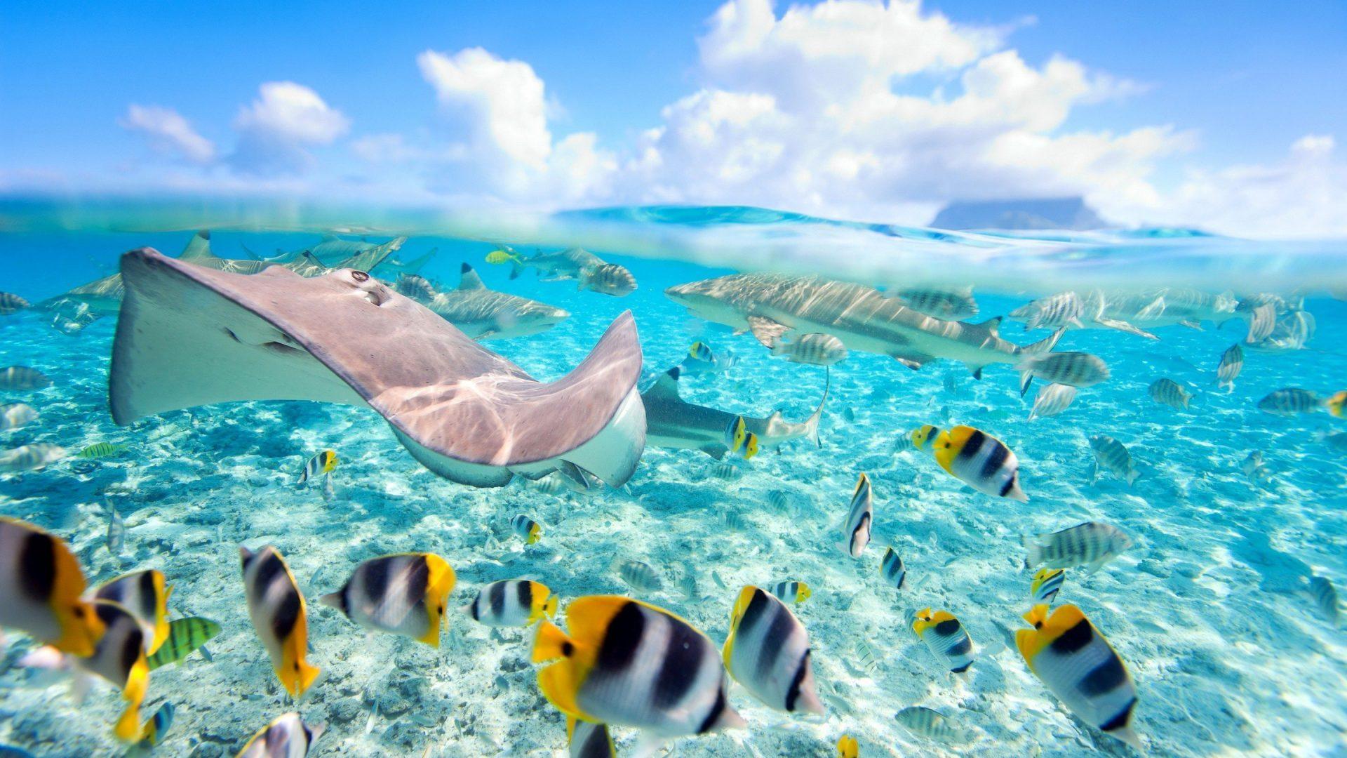 1920x1080 Hawaii Exotic Fish Crystal Clear Water Underwater World Wall