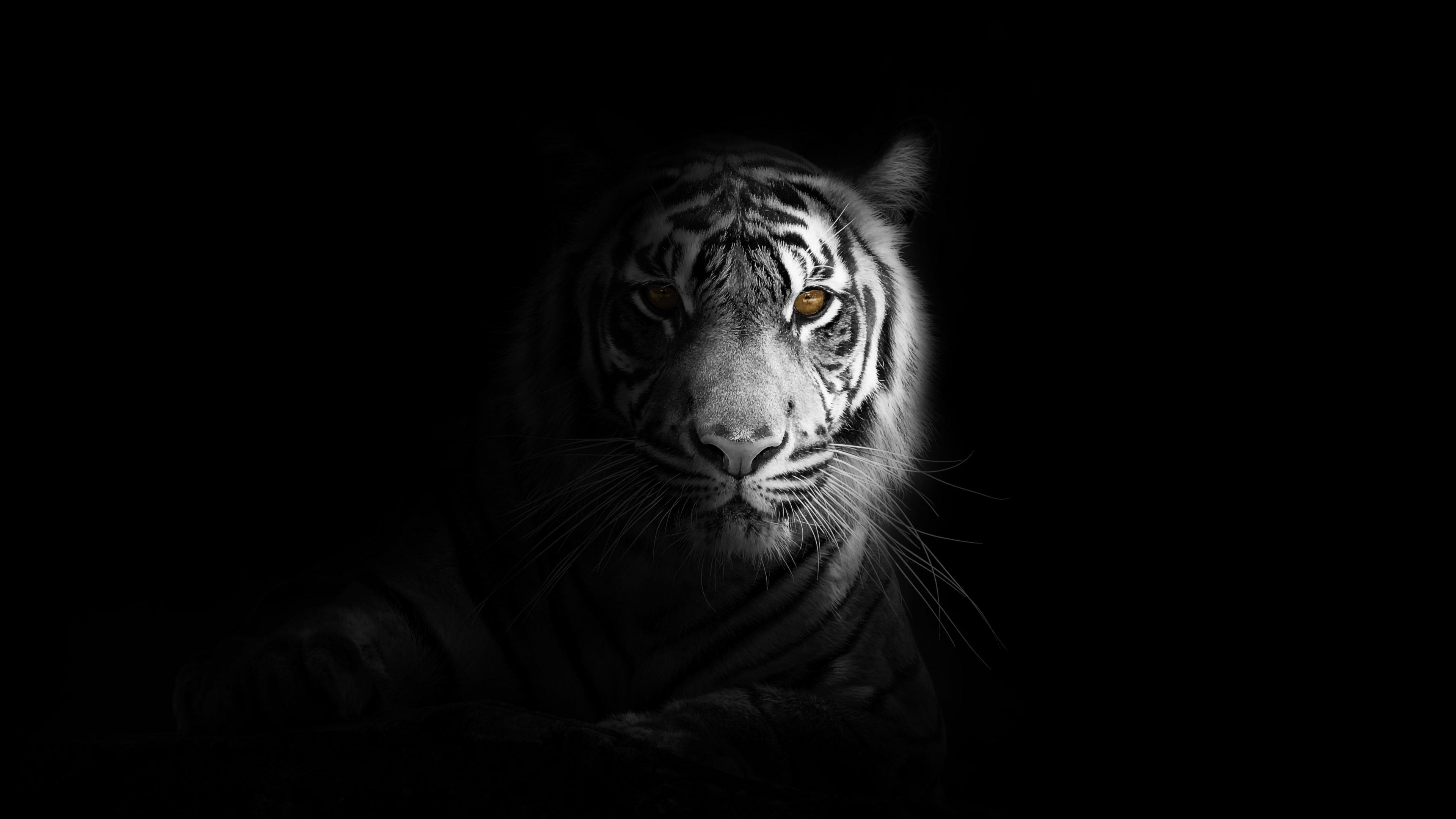 3840x2160 Download Portrait, minimal, white tiger, dark wallpaper, 3840x 4K UHD 16: Widescreen