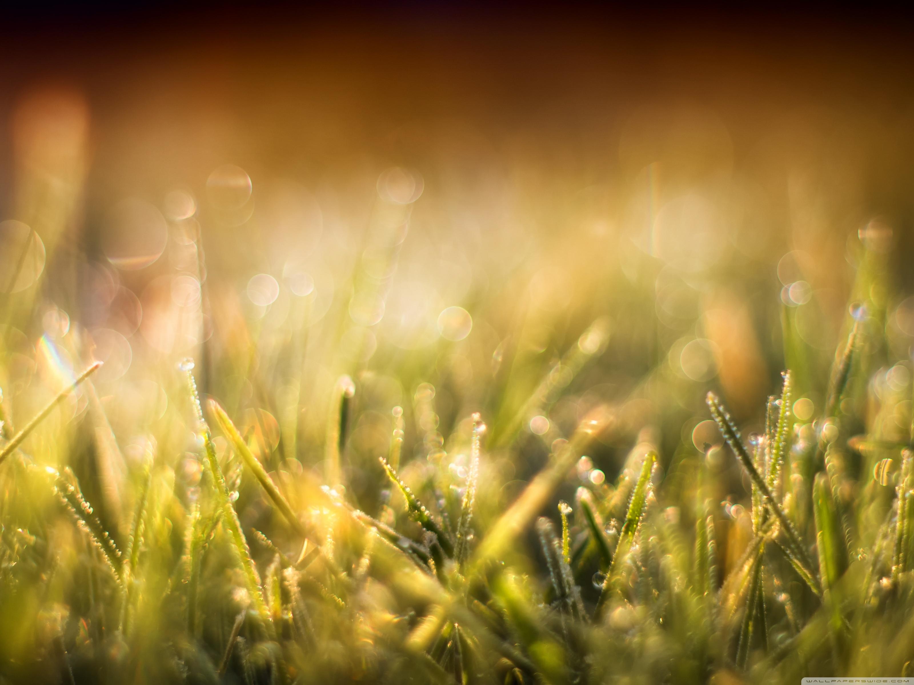 3200x2400 Blurred Grass Ultra HD Desktop Background Wallpaper for : Multi Display, Dual Monitor : Tablet