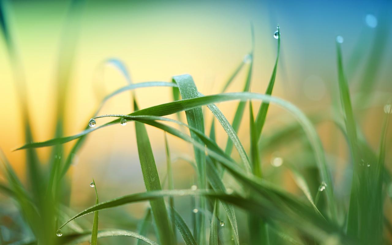 1280x800 Download drops, grass, nature, blur 1280x800 wallpaper, full hd, hdtv, fhd, 1080p, widescreen 1280x800 HD image, background, 4908