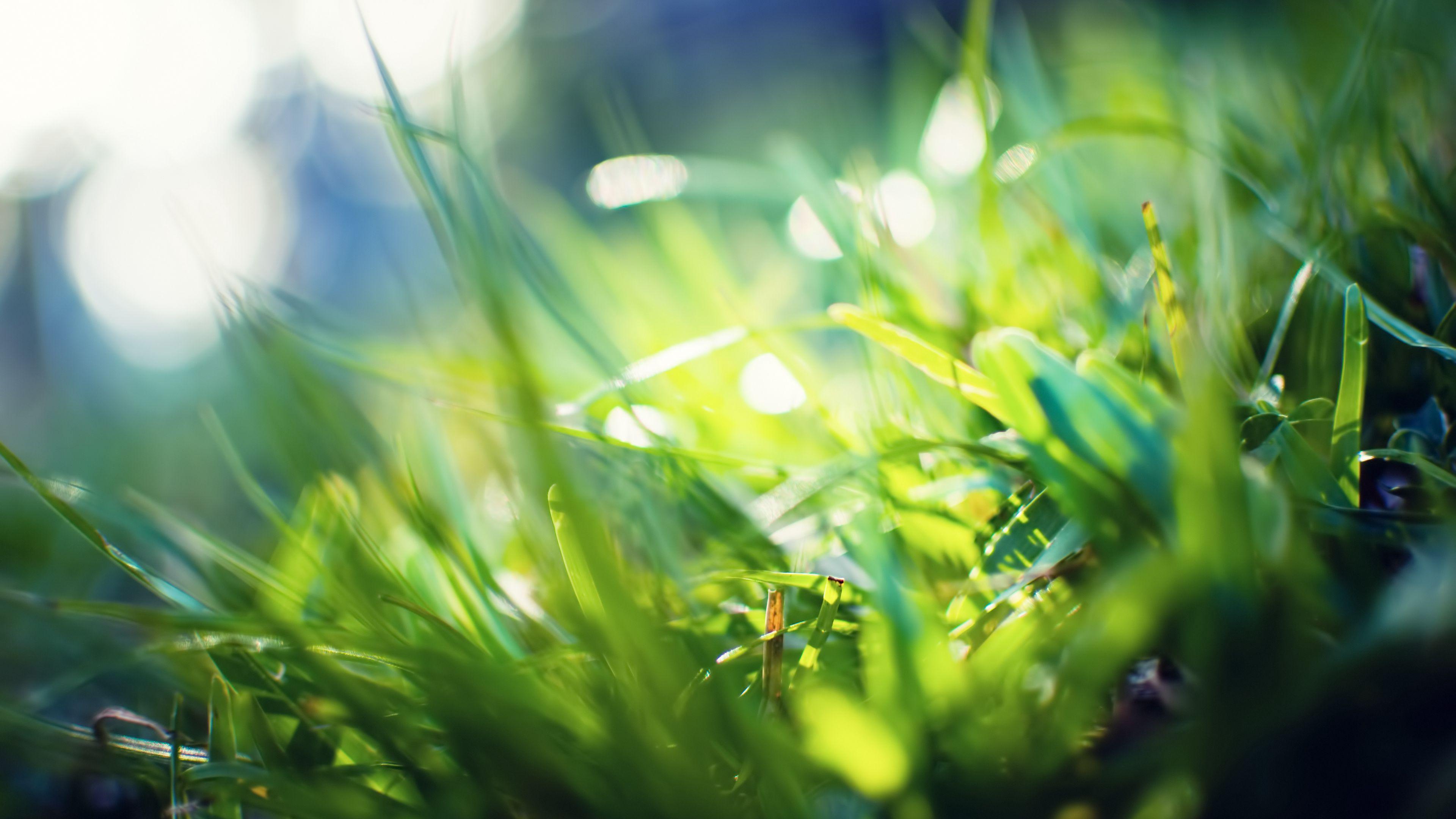 3840x2160 Download wallpaper 3840x2160 grass, glare, blurred, light, color 4k uhd 16:9 HD background