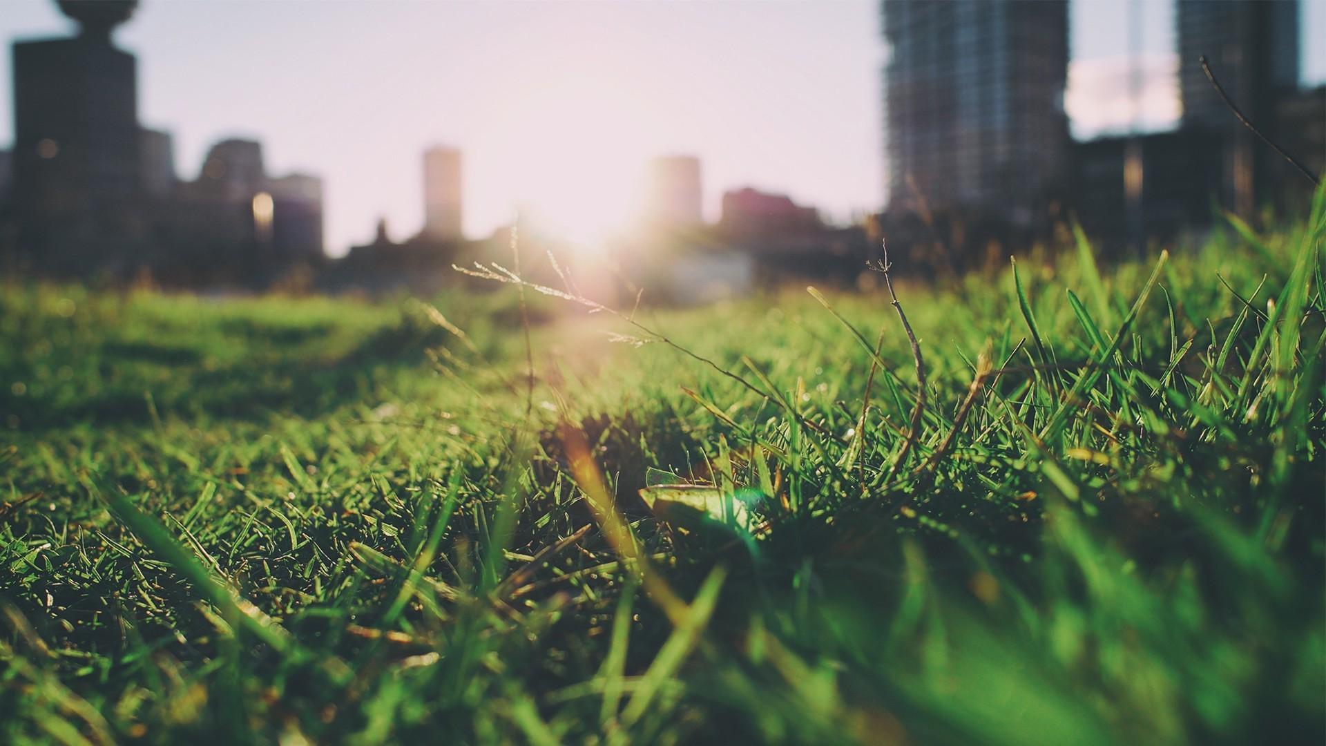 1920x1080 grass, Closeup, Blurred, Summer, Nature, Depth Of Field Wallpaper HD / Desktop and Mobile Background