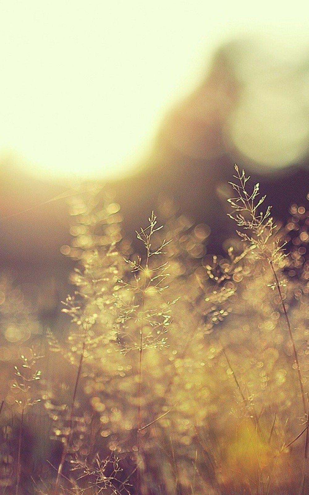 1000x1600 Nature iPhone 6 Plus Wallpaper Grass Bokeh iPhone 6 Plus HD Wallpaper #iPhone #plus #w. iPhone 6 plus wallpaper, Android wallpaper, Grass wallpaper
