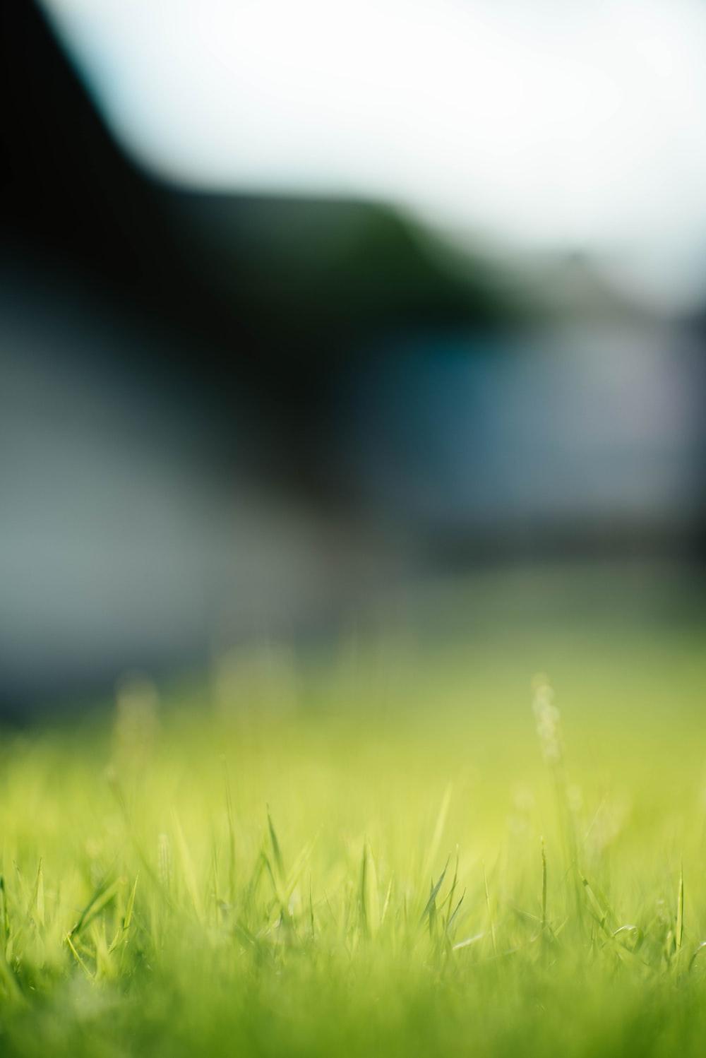 1000x1498 Free Grass Image