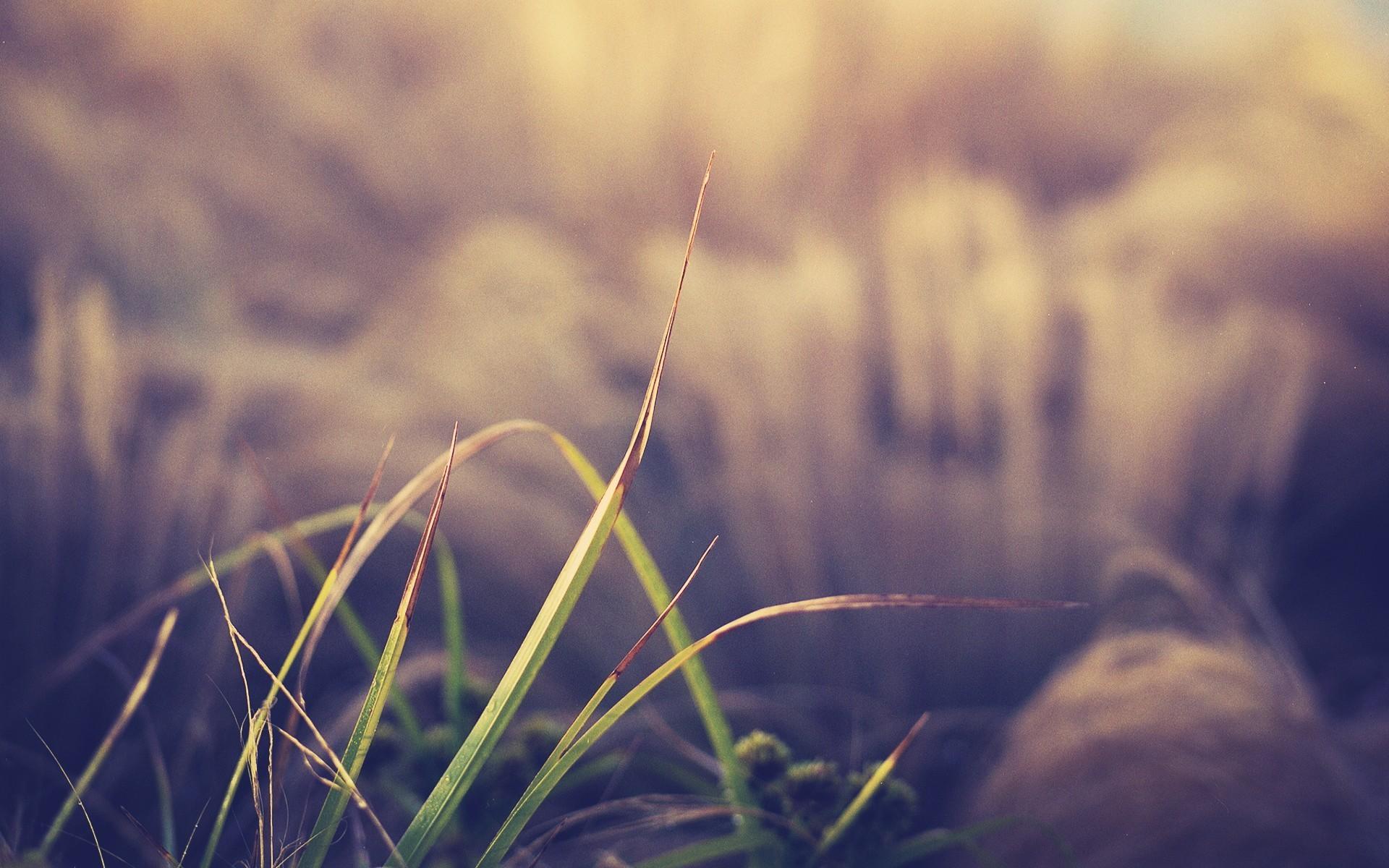 1920x1200 Download Blurred 36392 1920x1200 px High Definition Wallpaper