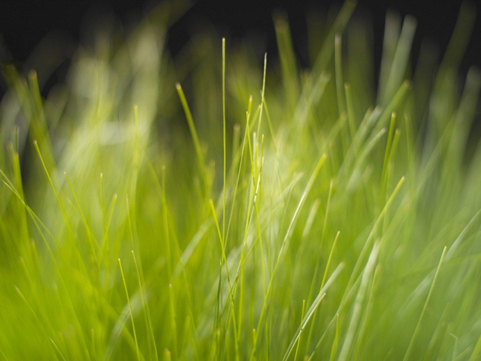 1600x1200 Grass HD Wallpaper and Background Image