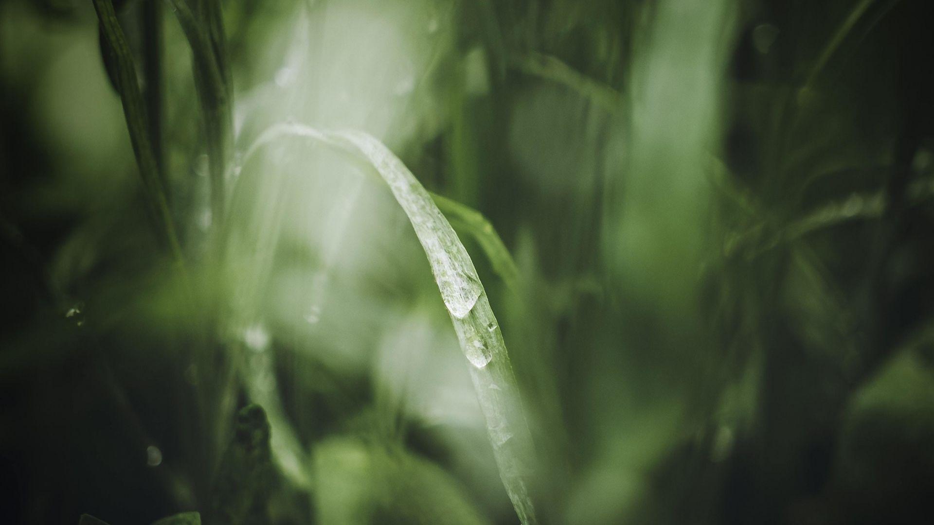 1920x1080 Grass, close up, blur, nature wallpaper, HD image, picture, background, 3394c1