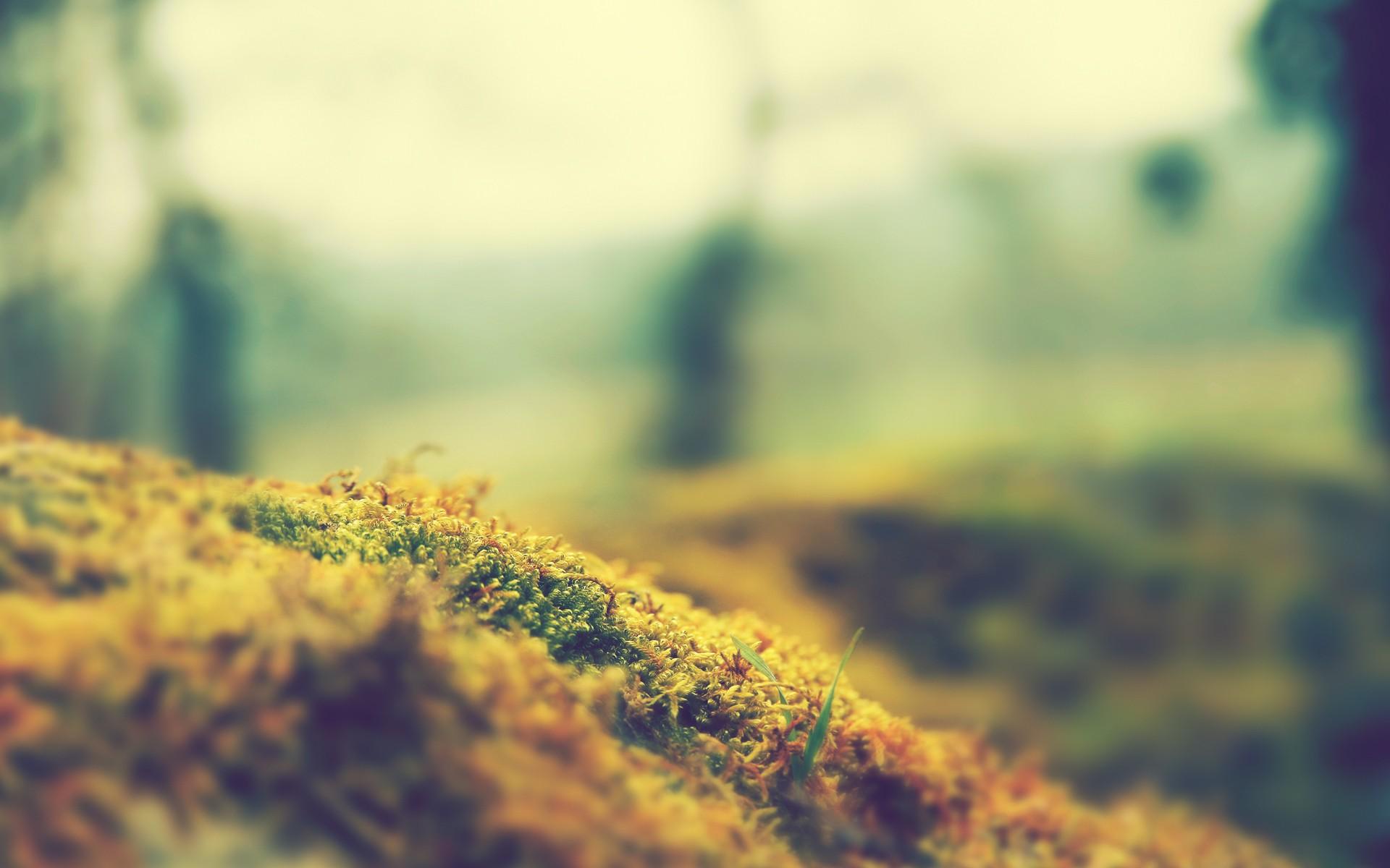 1920x1200 Free download Nature focus moss macro blurred wallpaper 1920x1200 11578 [1920x1200] for your Desktop, Mobile & Tablet. Explore Nature Blur Wallpaper. Nature Blur Wallpaper, Blur Background, Wallpaper Nature