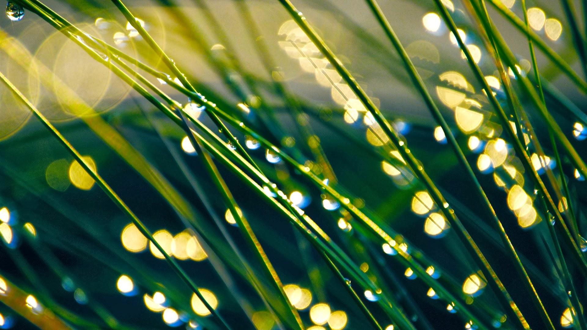 1920x1080 Grass Morning Dew Water Drops Blur Background HD Wallpaper