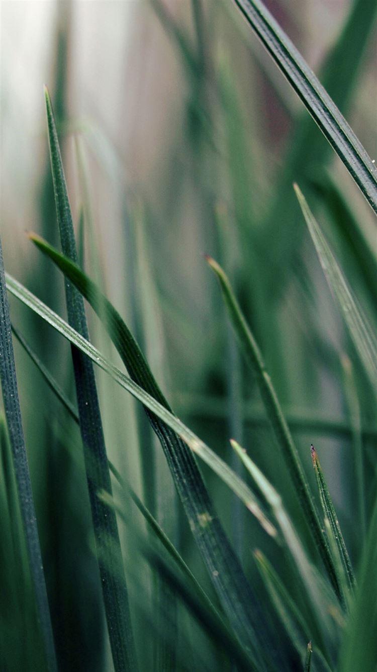 750x1334 Best Green iPhone 8 HD Wallpaper