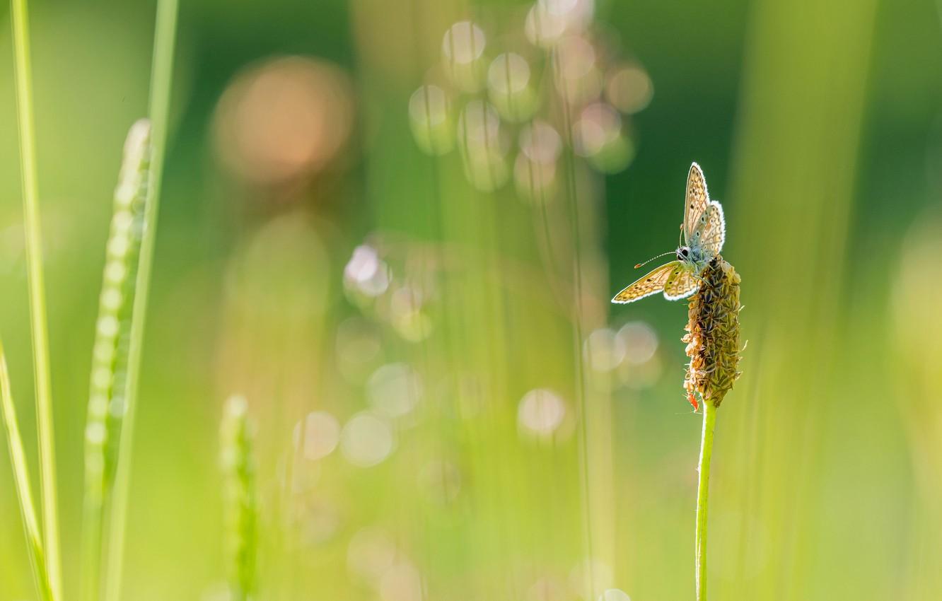 1332x850 Wallpaper greens, summer, grass, macro, light, green, background, butterfly, plant, blur, stem, insect, bokeh, blurred, blade image for desktop, section макро