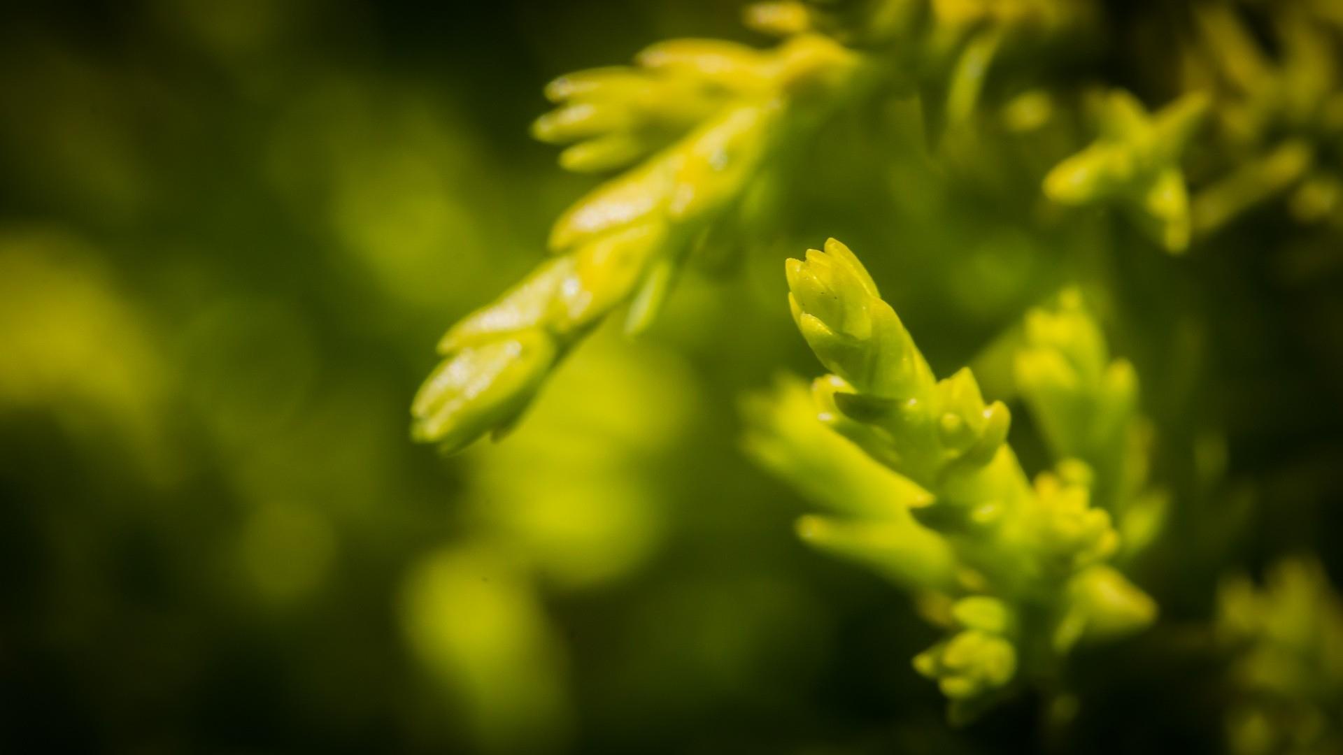 1920x1080 Wallpaper grass, background, blurred, bright