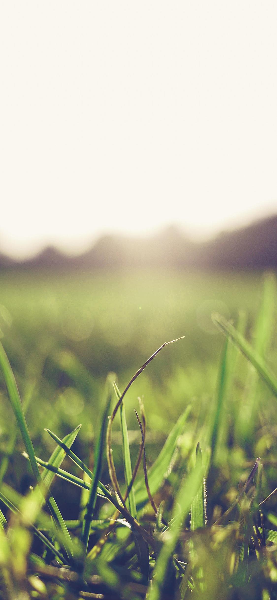 1125x2436 iPhone X wallpaper. grass green blue bokeh light summer nature
