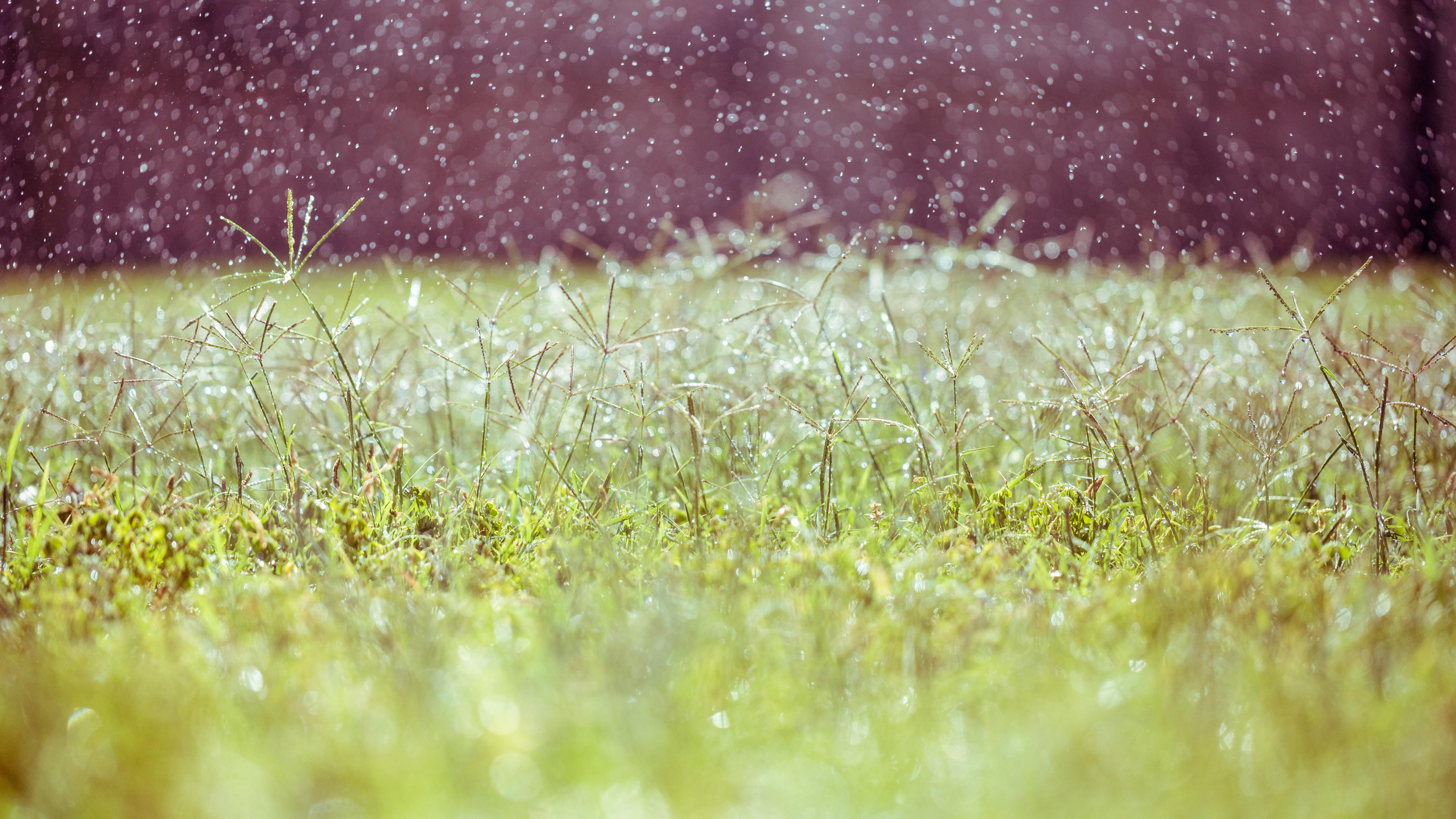 5120x2880 Wallpaper Meadows, 5k, 4k wallpaper, 8k, wildflowers, blur, Nature