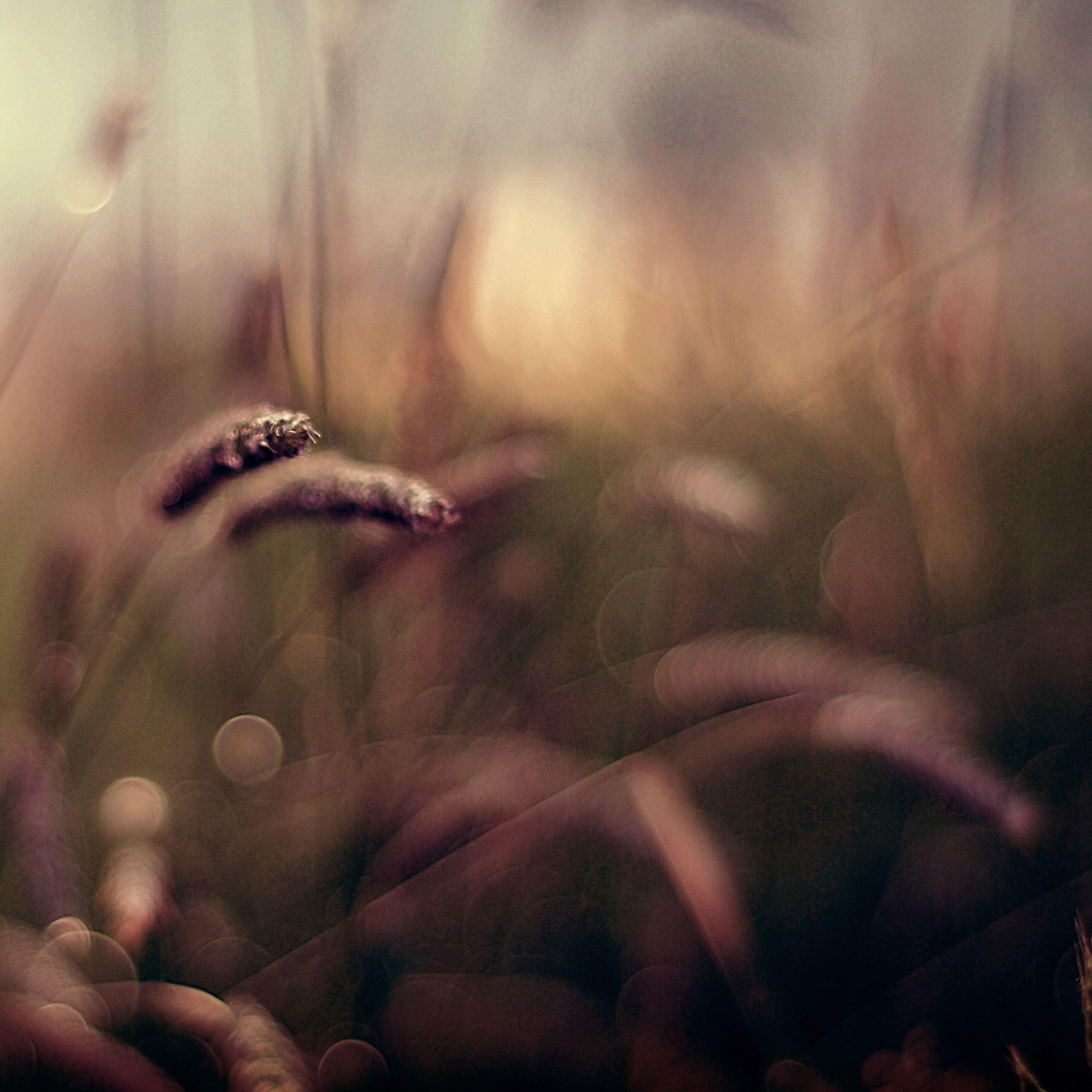 2048x2048 Blurred Grass iPad Air Wallpaper Free Download