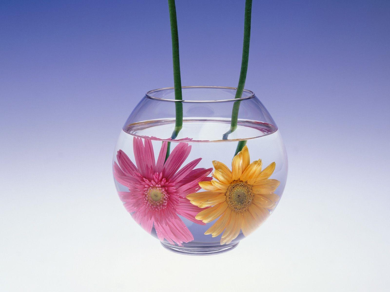 1600x1200 Flowers In Water Flower Wallpaper HD