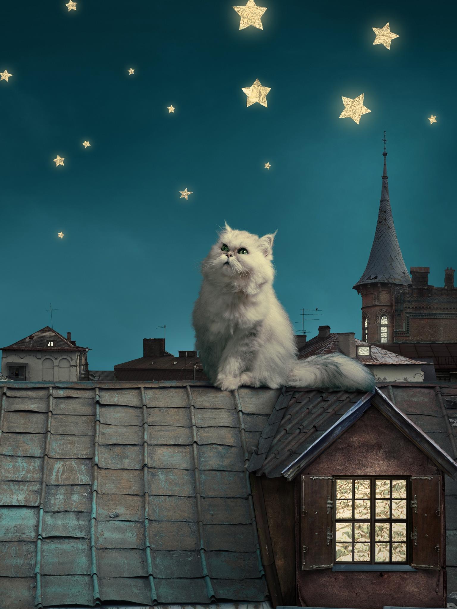 1536x2048 Persian (Houses, Stars, Night) HD Cat Wallpaper