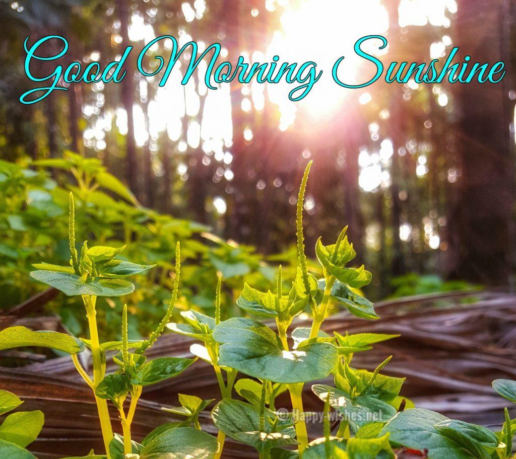 1024x912 Good Morning Sunshine Image