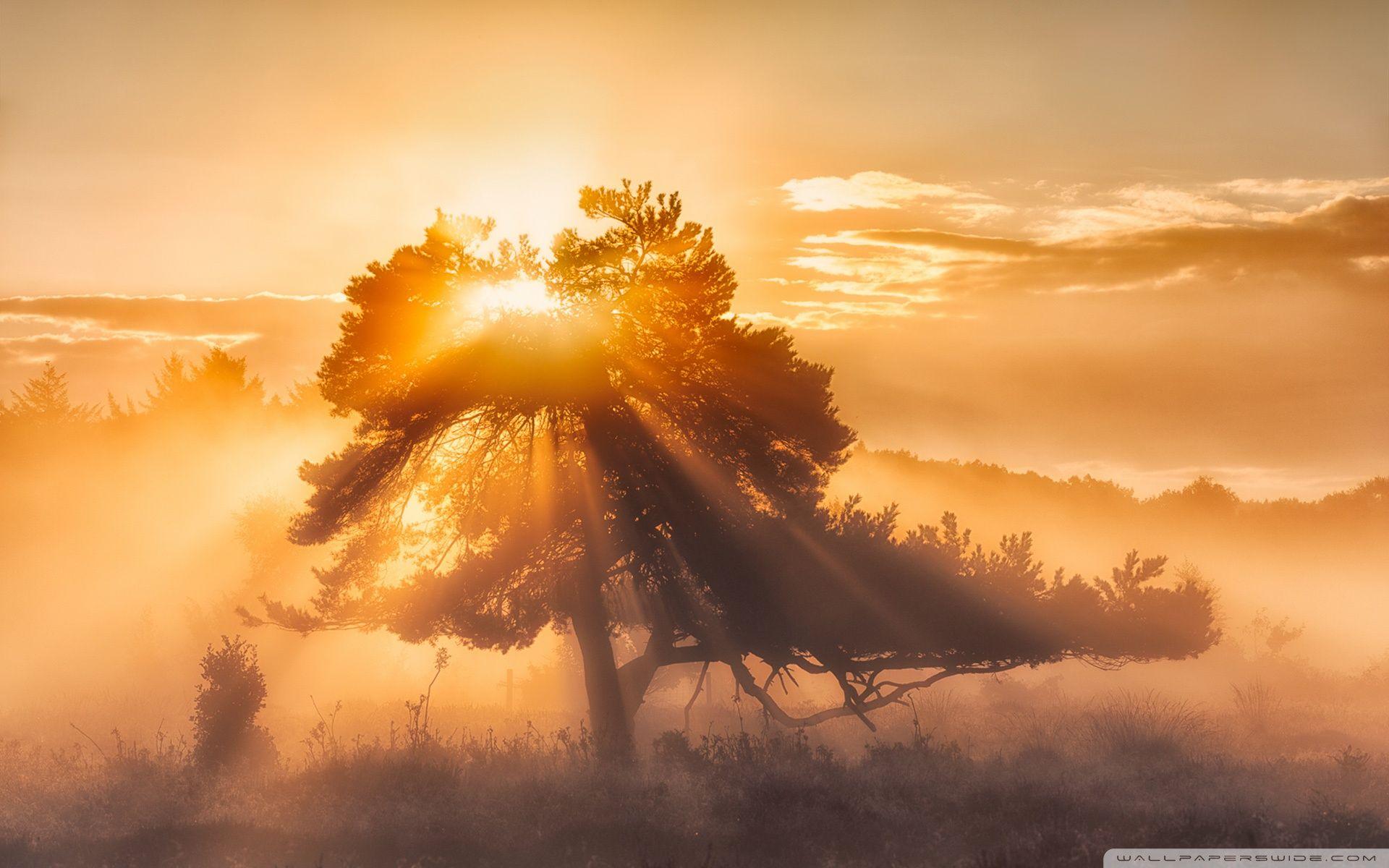 1920x1200 Morning Sun Wallpaper
