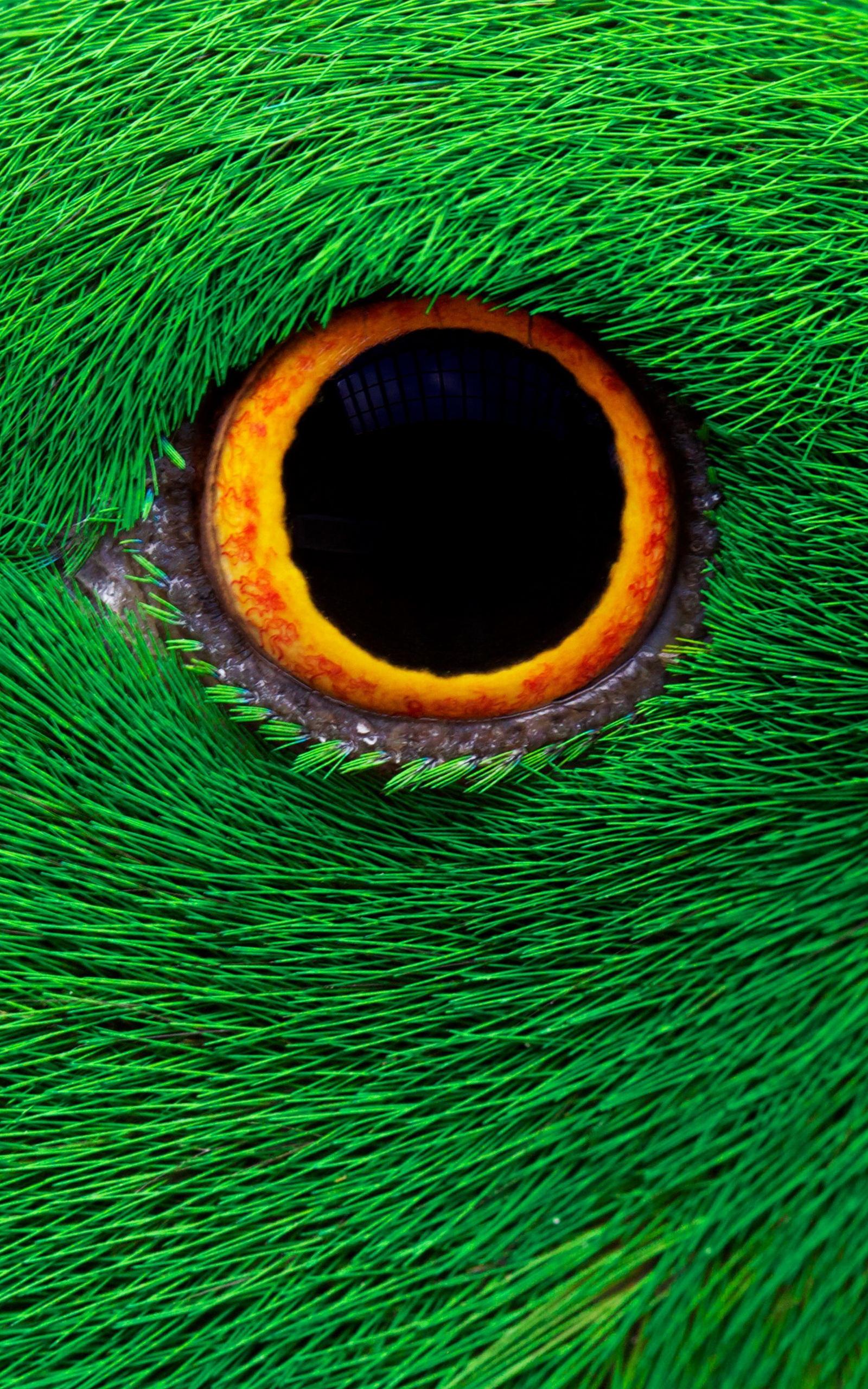 1600x2560 Animal (Mobile Wallpaper 180) {1080p to 4K}