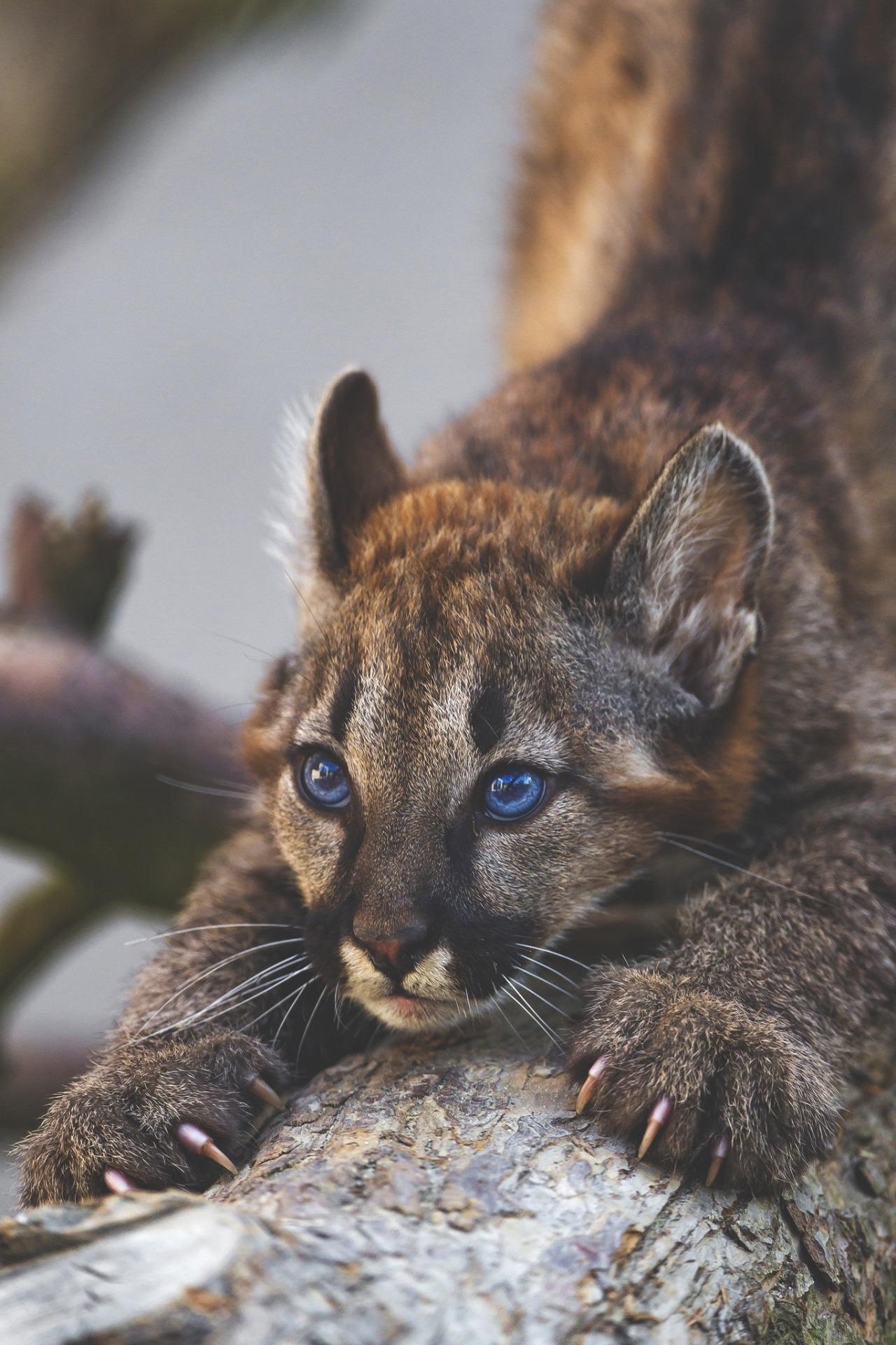 1280x1920 Puma Animal Mobile Wallpaper