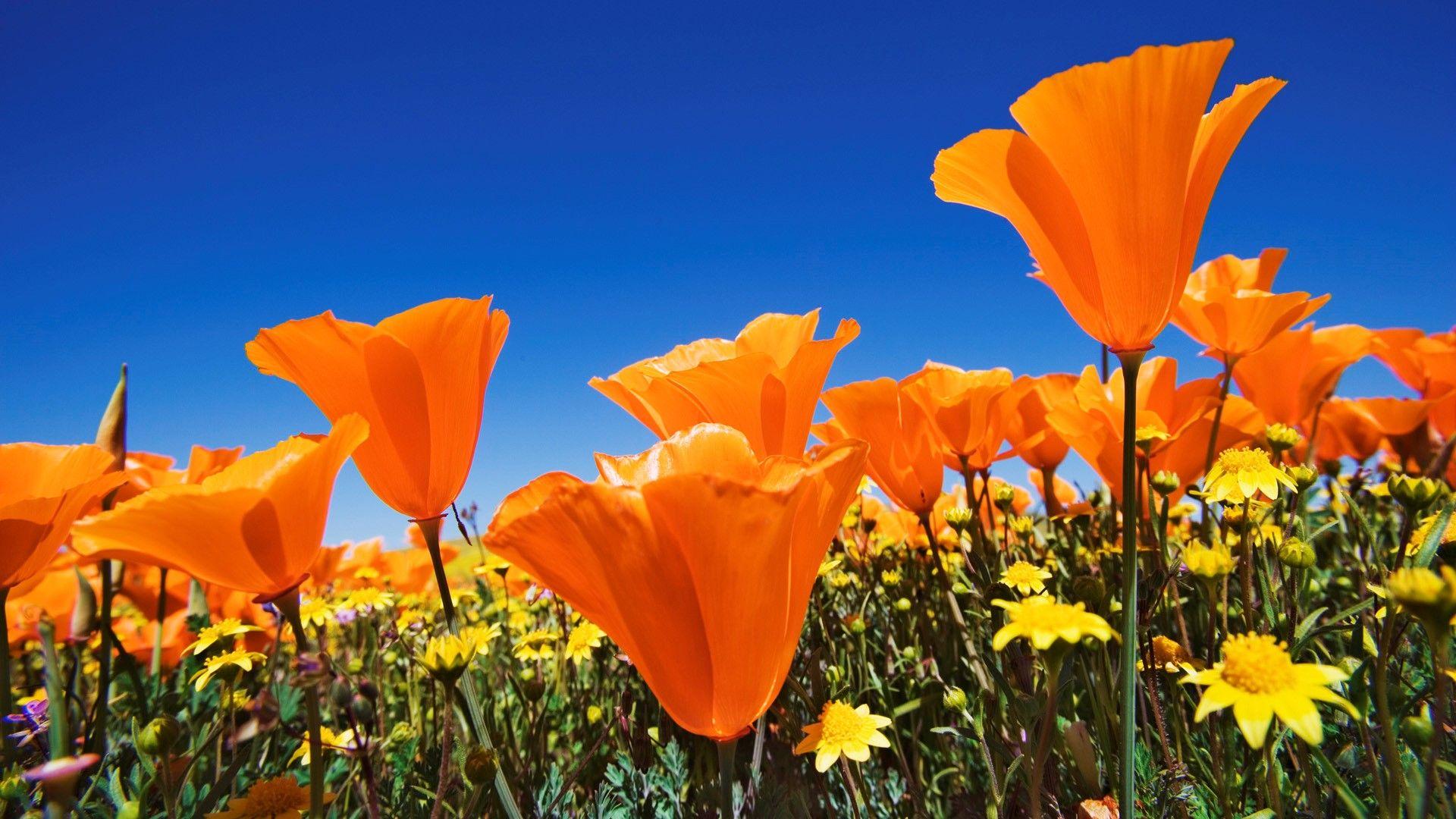 1920x1080 Nice Beautiful Orange Flowers on Farm Photo