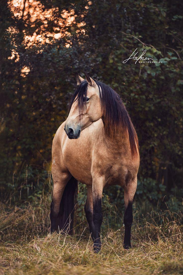 736x1104 Lusitano mare in buckskin colour Pfedefotografie