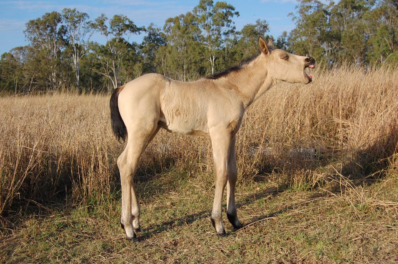 1504x1000 Free download Pin Buckskin Quarter Horses Wallpaper HD Background [1504x1000] for your Desktop, Mobile & Tablet. Explore Quarter Horse Wallpaper. Quarter Horse Wallpaper for Computer, American Quarter Horse Wallpaper