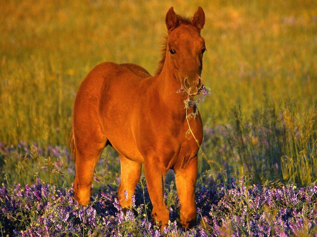 1024x768 Quarter Horse Wallpaper