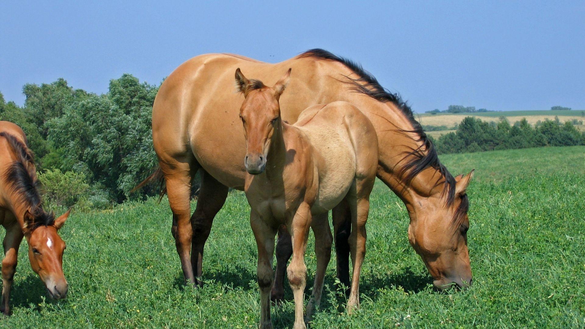 1920x1080 Dun vs. Buckskin Horses, What's the Difference? 5 Clues