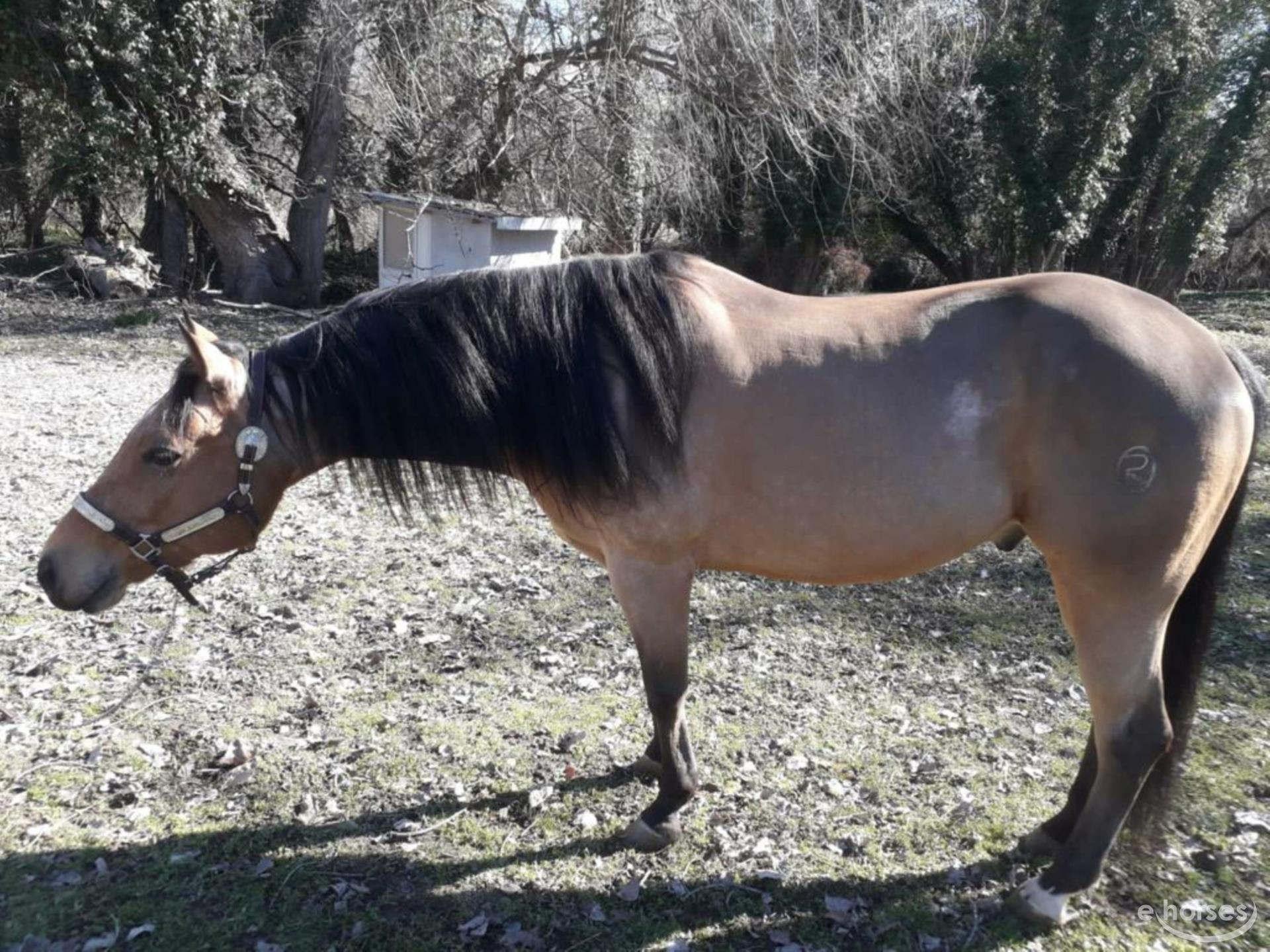 1920x1440 American Quarter Horse Gelding 10 years 3 hh Buckskin