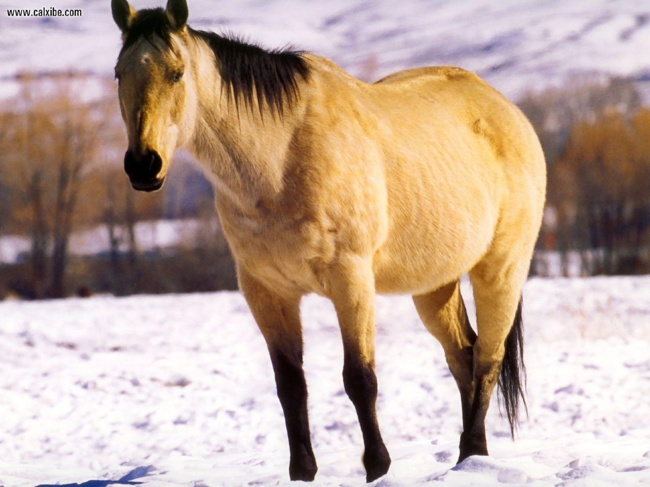 1280x960 buckskin quarter horse in winter Nexus Wallpaper. Stallion horses, Quarter horse, American quarter horse