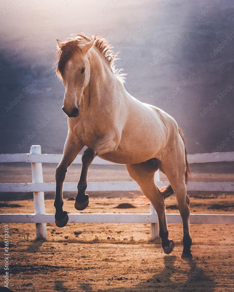 800x1000 Buckskin horse jumping towards the camera in a South African landscape