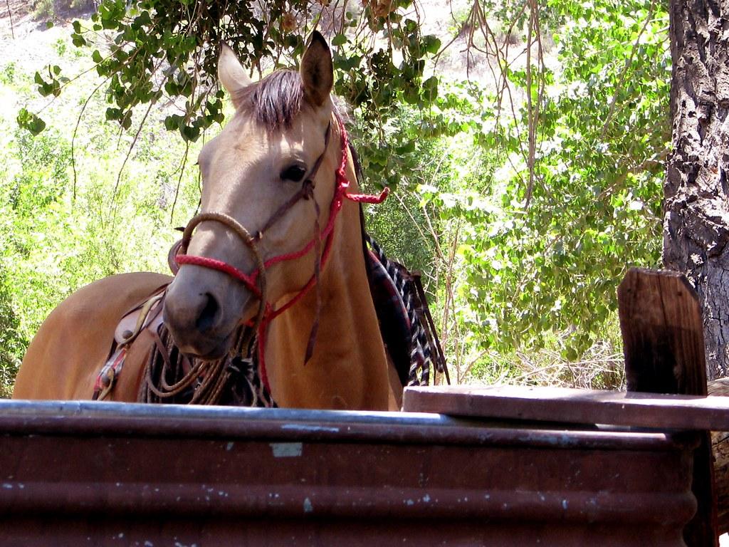1024x768 Buckskin Horse