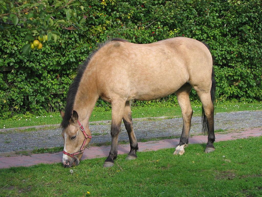 1024x768 Buckskin New Forest