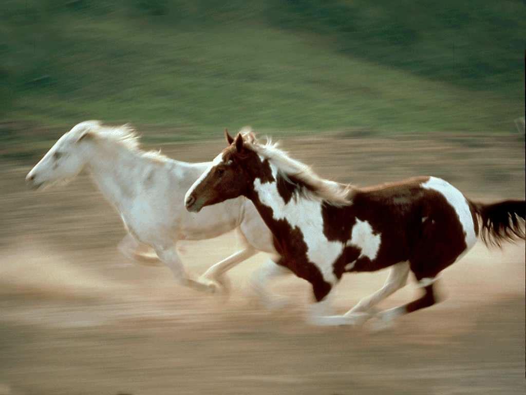 1024x768 horses: text, image, music, video. Glogster EDU multimedia posters