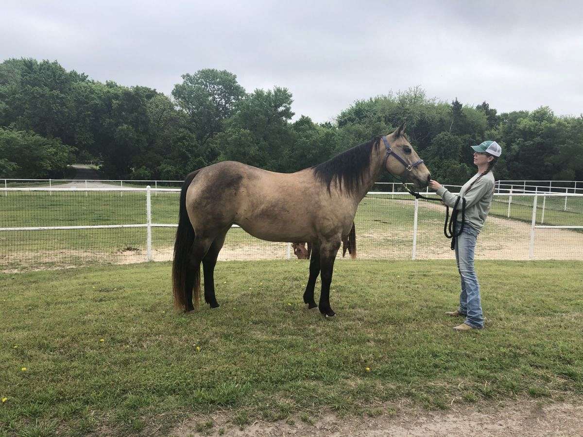 1200x900 Beautiful Running Bred Buckskin Mare