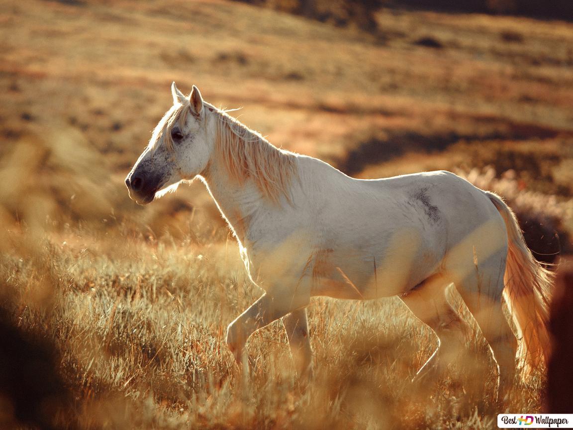 1152x864 White Horse HD wallpaper download