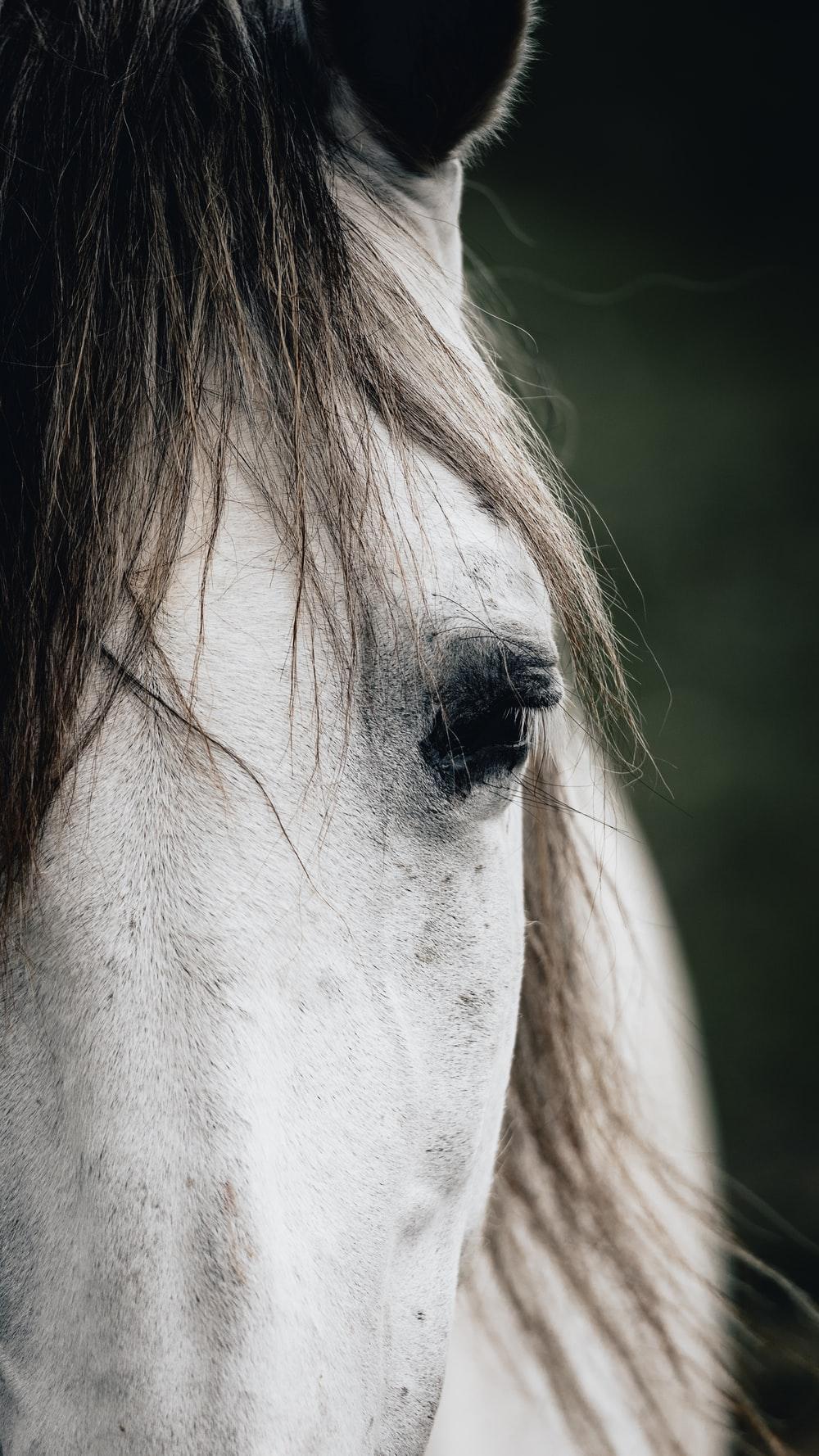1000x1778 white horse head in close up photography photo