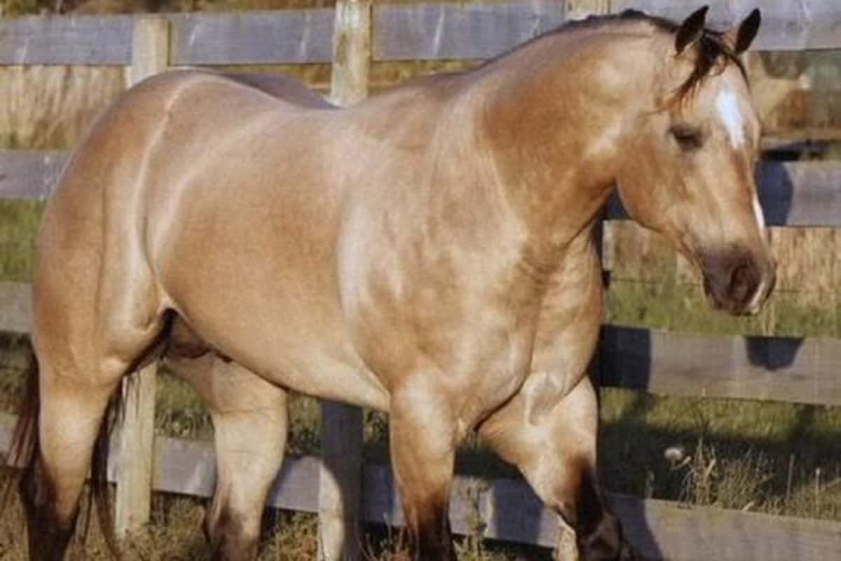 1200x800 Fun Facts About Buckskin Horses