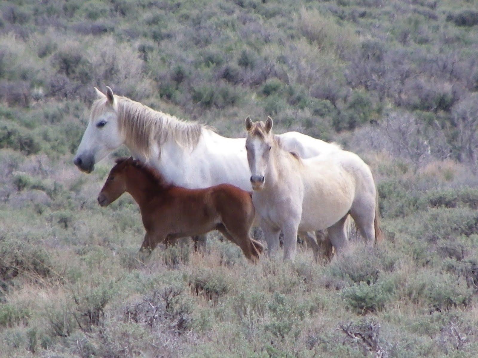 1600x1199 Free download HD Animals Wallpaper Wild Horses Wallpaper [1600x1199] for your Desktop, Mobile & Tablet. Explore Wild Horses Wallpaper. Beautiful Horses Wallpaper, Horse Wallpaper