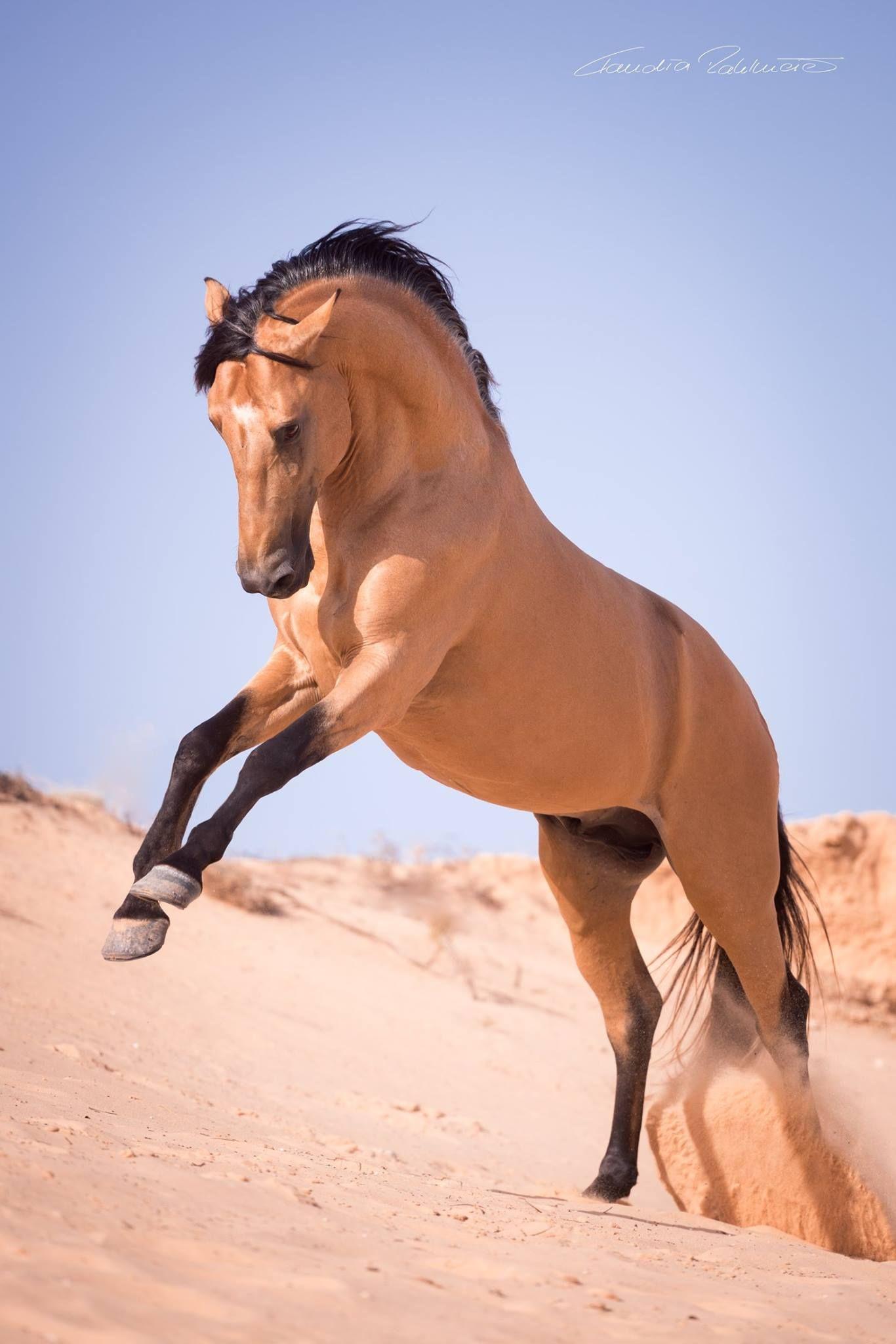 1366x2048 Buckskin Horses ideas. horses, buckskin horse, beautiful horses