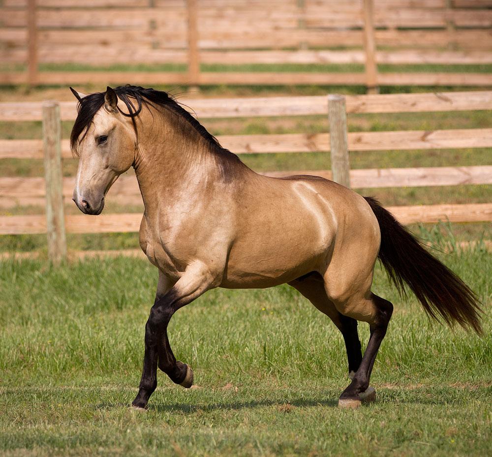1000x929 Photos of DEM Conquistador, Bucksin Lusitano Stallion SOLD