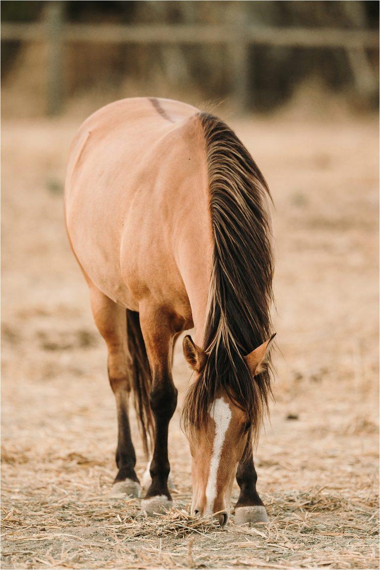 768x1151 Wild Horses in California Hay Photography
