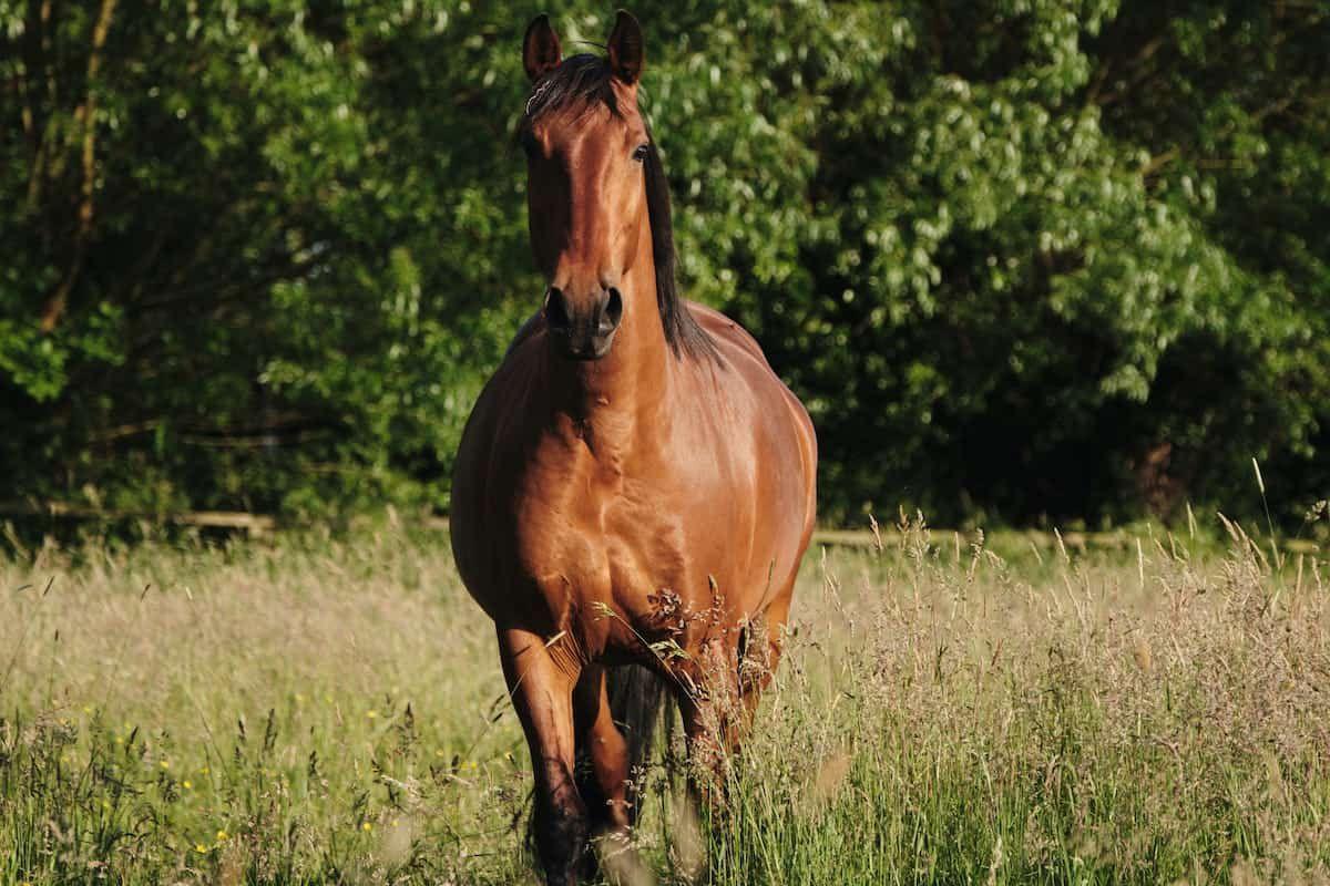 1200x800 Fun Facts About Bay Horses