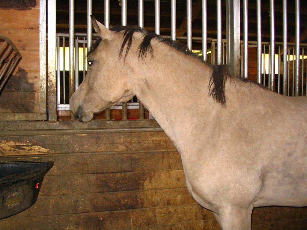 1024x768 Buckskin mare looking out stall window from inside