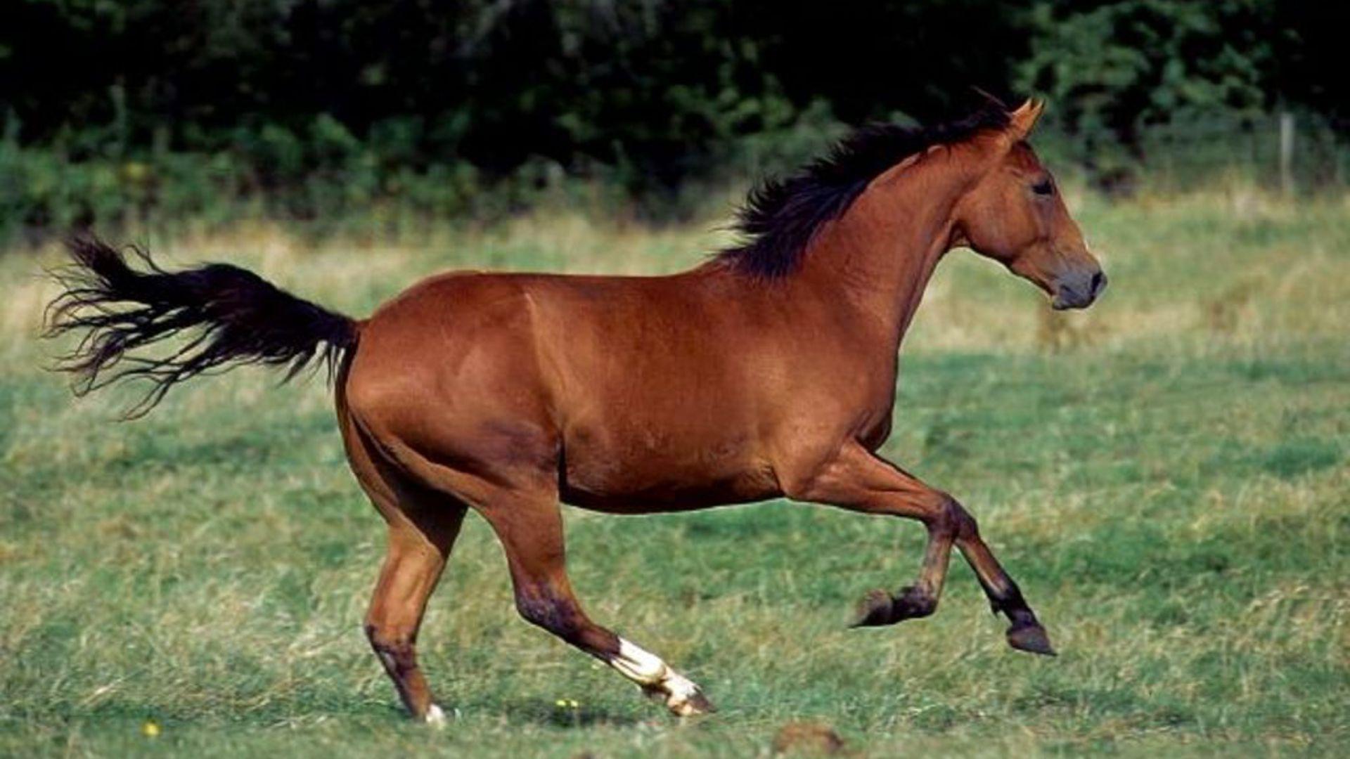 1920x1080 Quarter Horse Wallpaper