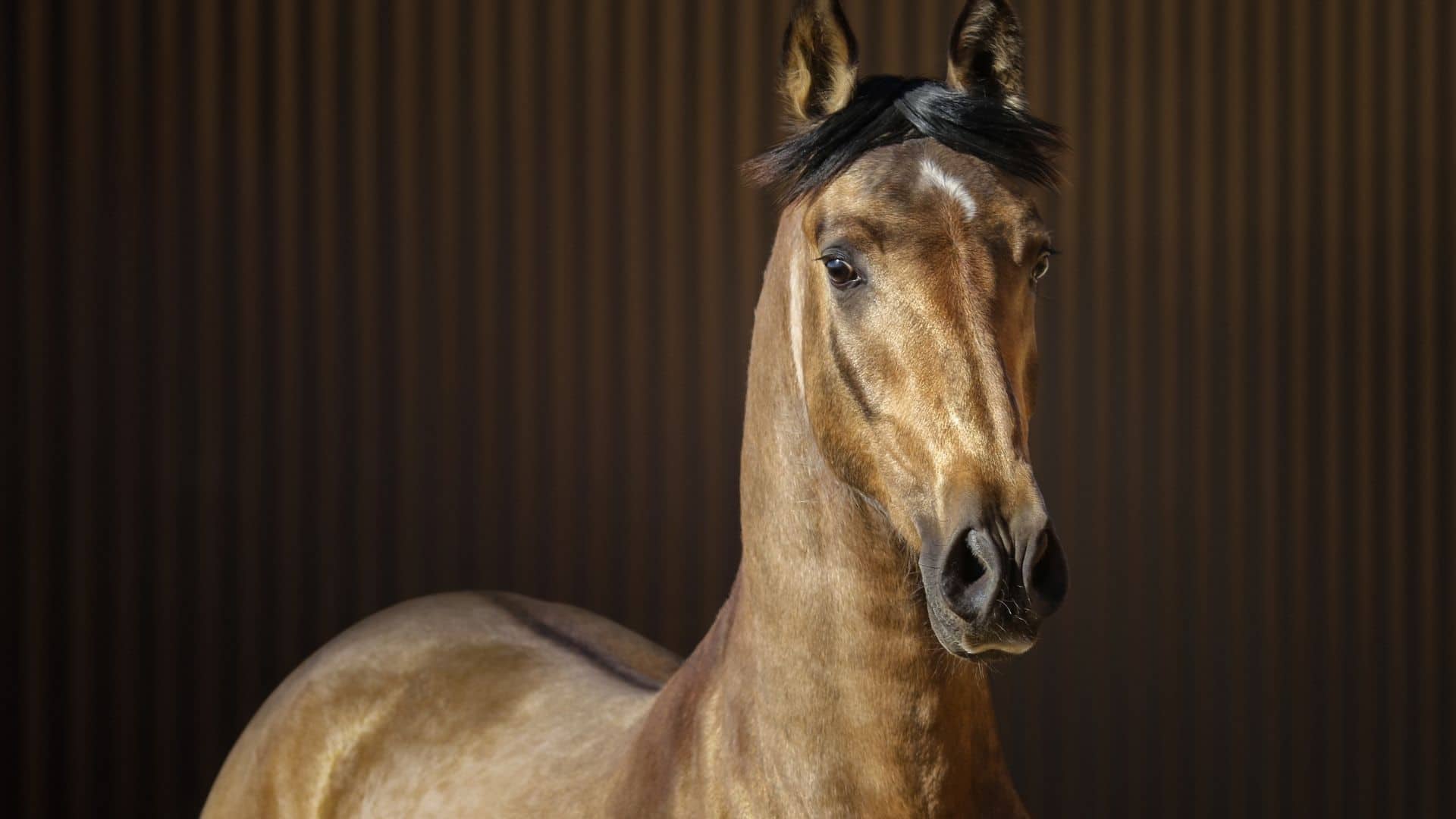 1920x1080 Good Names for Dun Horses: Males, Females, and Red Duns