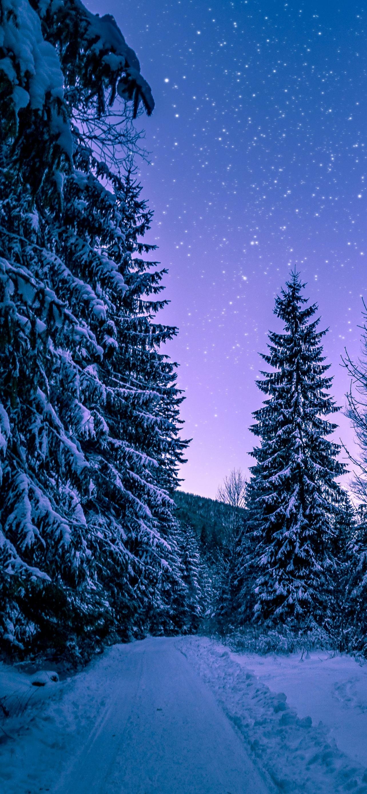 1284x2778 Snowy Trees Wallpaper 4K, Winter, Forest, Frozen, Snow covered, Night sky, Nature